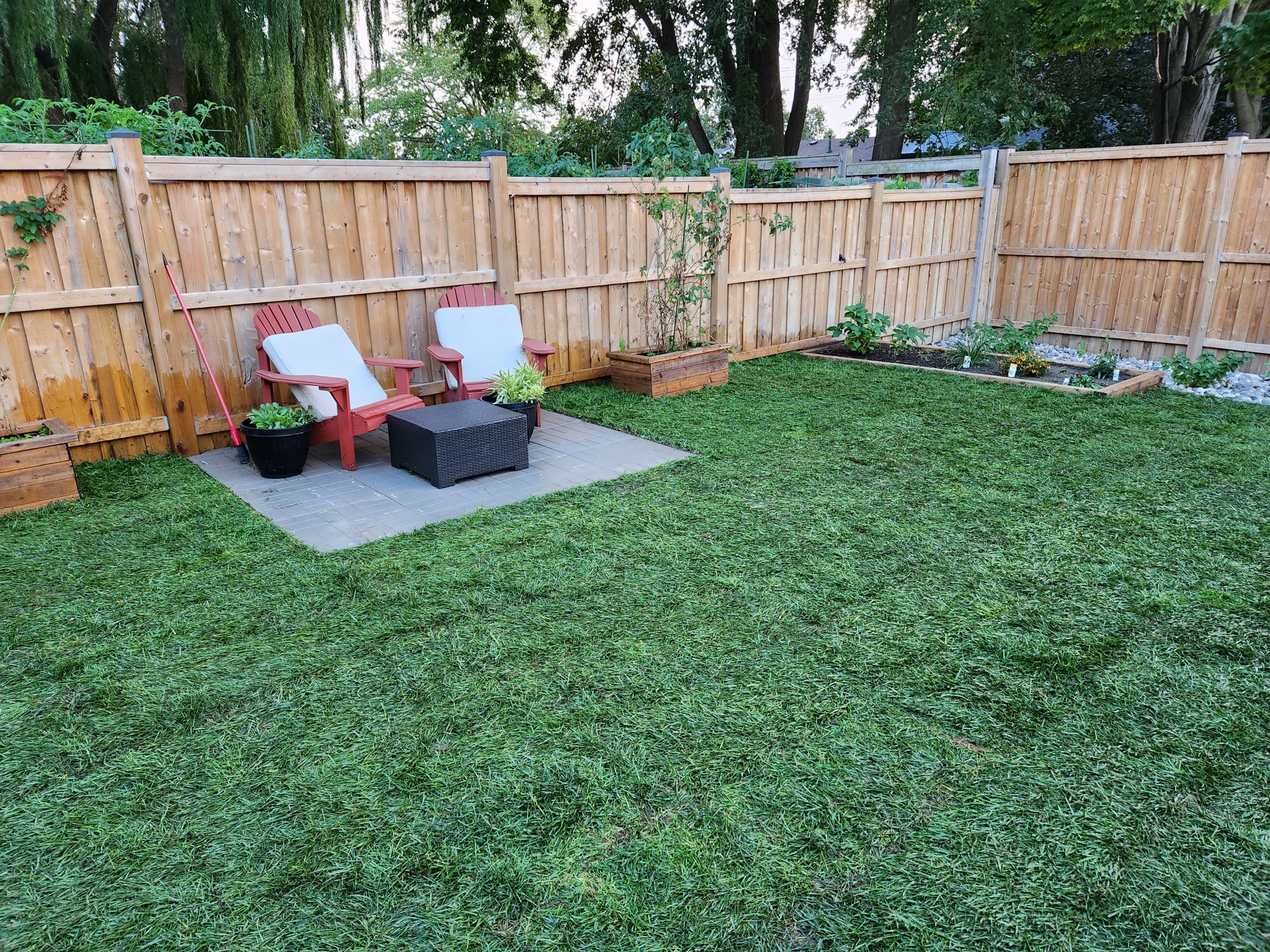 BNL_Grass Sod freshly placed in the backyard.